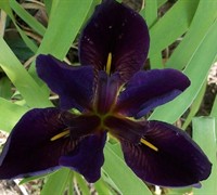 Black Gamecock Louisiana Iris Picture