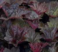 Palace Purple Heuchera Picture