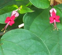 Bleeding Heart Vine Picture