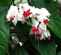 Bleeding Heart Vine Picture