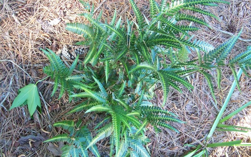 East Indian Holly Fern Picture