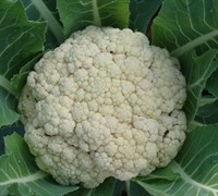Snow Crown Cauliflower Picture