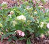 Helleborus