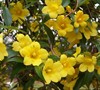 Butterscotch Jasmine