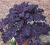 Redbor Flowering Kale