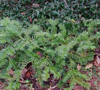 Creeping Yew  Picture
