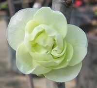 O Yashima Flowering Quince Picture