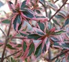 Confetti Abelia