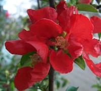 Crimson & Gold Flowering Quince Picture