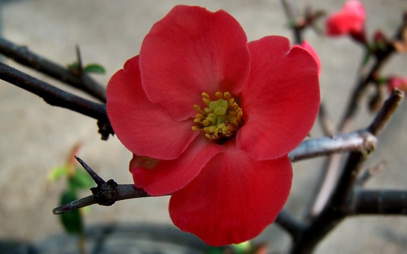 Spitfire Flowering Quince Picture
