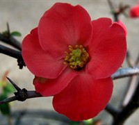 Spitfire Flowering Quince Picture