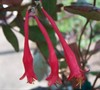 Red Trumpet Honeysuckle Picture