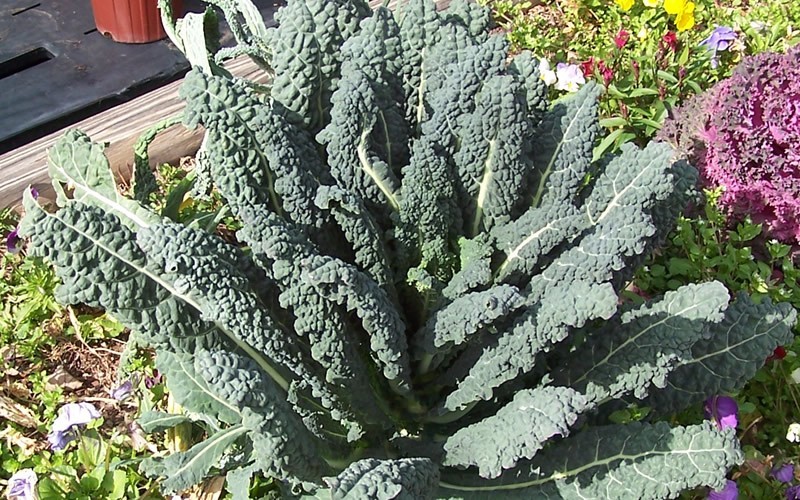 dinosaur kale picture gardenality dinosaur kale picture gardenality
