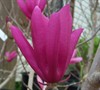 Jane Magnolia