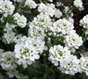 Candytuft Picture