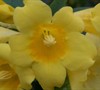 Carolina Jasmine Picture