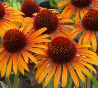 Flame Thrower Coneflower Picture