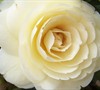 Lemon Glow Camellia