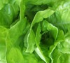 Buttercrunch Lettuce