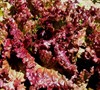 Red Sails Lettuce