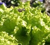 Simpson Elite Lettuce