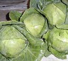 Golden Cross Cabbage