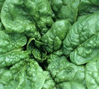 Bloomsdale Spinach Picture