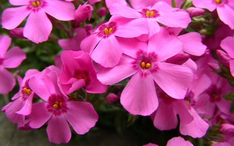 Emerald Pink Phlox Picture