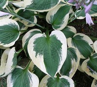 Patriot Hosta Lily Picture