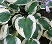 shade garden