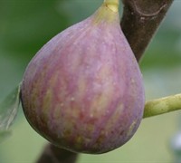 Celeste Fig Picture