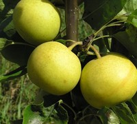 Shinseiki Asian Pear Picture