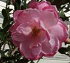Taylors Pink Perfection Camellia Picture