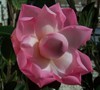Taylors Pink Perfection Camellia