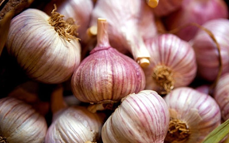 Sicilian Garlic Picture