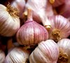 Sicilian Garlic