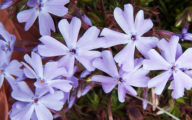Emerald Cushion Blue Phlox Picture