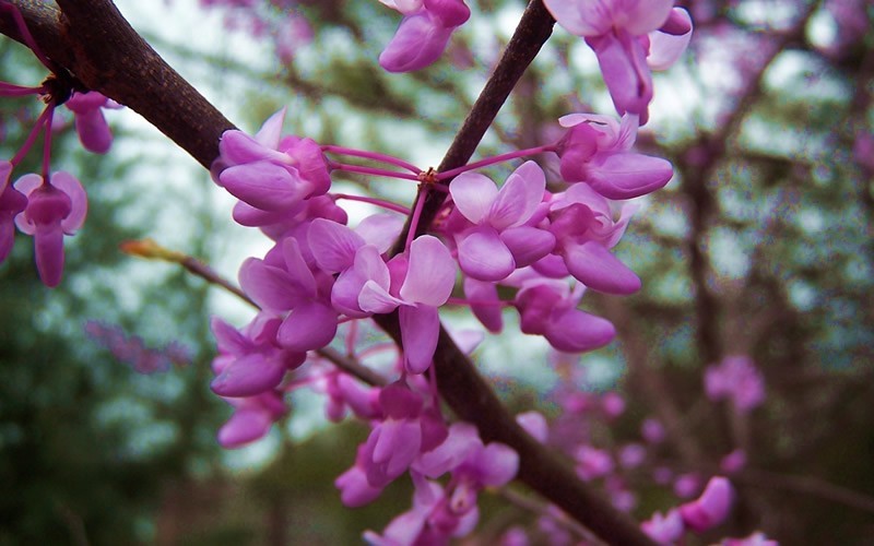 Eastern Redbud Tree Picture