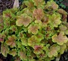 Miracle Heuchera