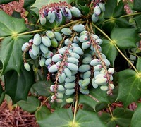 Leatherleaf Mahonia Picture