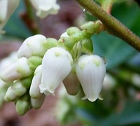 Margie Jenkins Leucothoe Picture