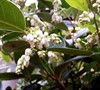 Margie Jenkins Leucothoe