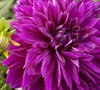 Thomas A. Edison Decorative Dahlia