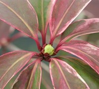 Pink Frost Florida Anise Picture