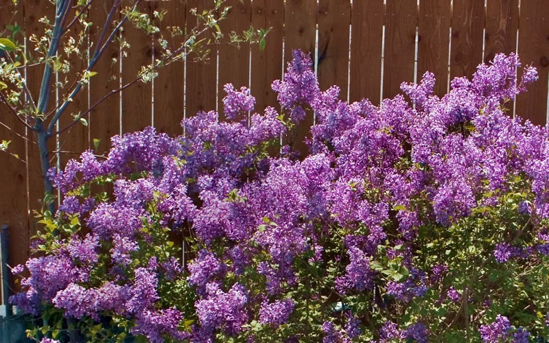 Bloomerang Lilac Picture