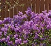 Bloomerang Lilac Picture