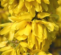 Show Off Starlet Dwarf Forsythia Picture