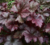 Plum Pudding Heuchera Picture