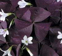Charmed Wine Oxalis Picture
