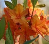 Don's Variegated Rhododendron